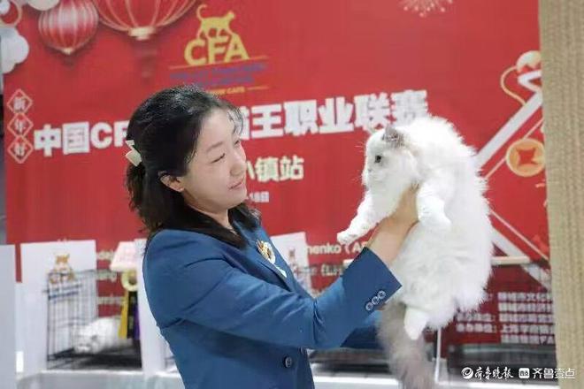 撸猫赏民俗购非遗！中国CFA国际猫王职业联赛在开发区举行